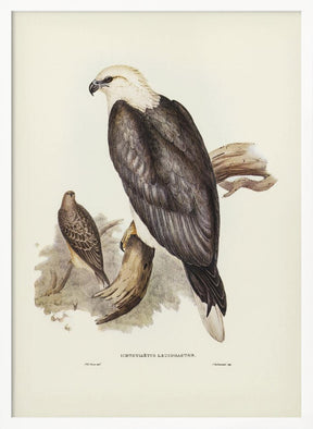 White Bellied Sea Eagle Poster