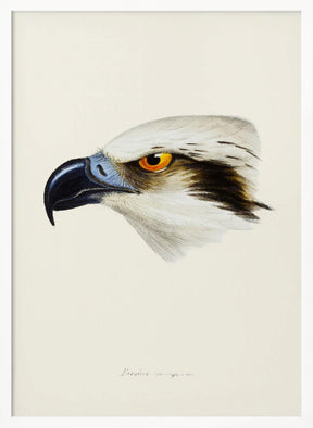 White Headed Osprey Poster