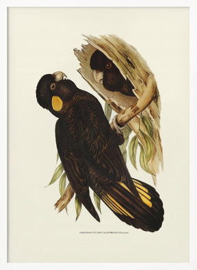 Yellow Eared Black Cockatoo Poster