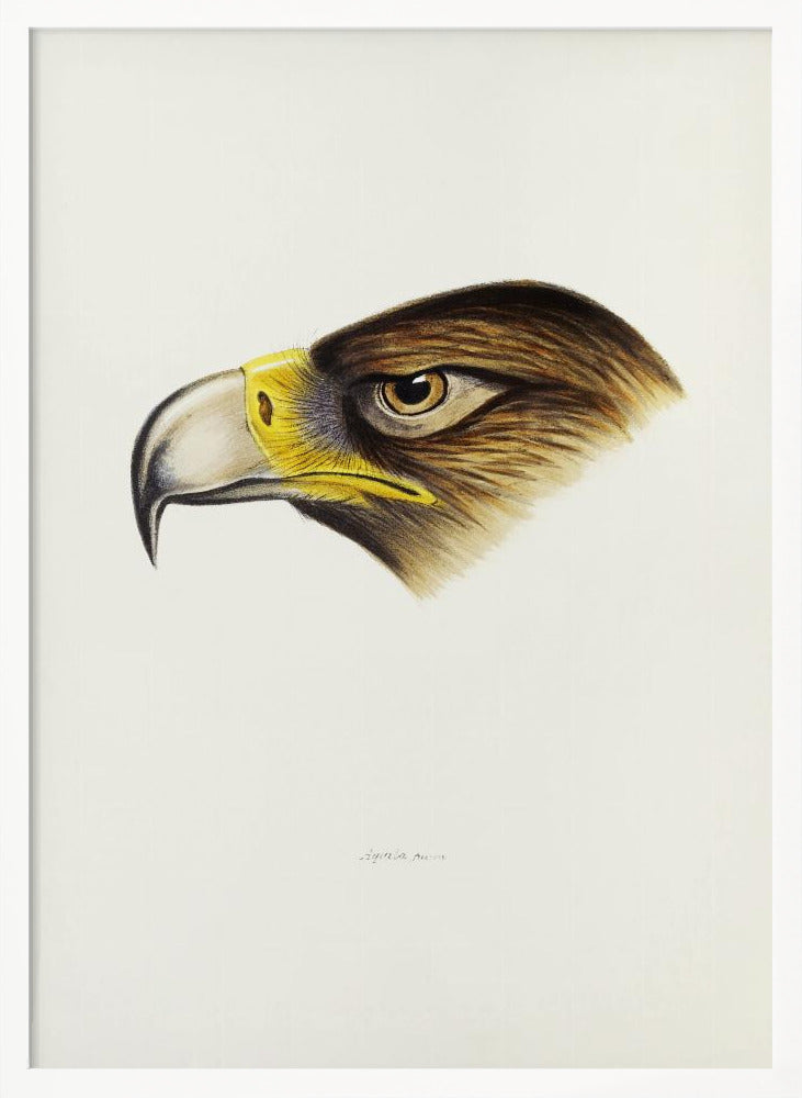 Wedge Tailed Eagle Poster