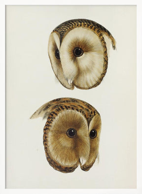 Masked Barn Owl Poster