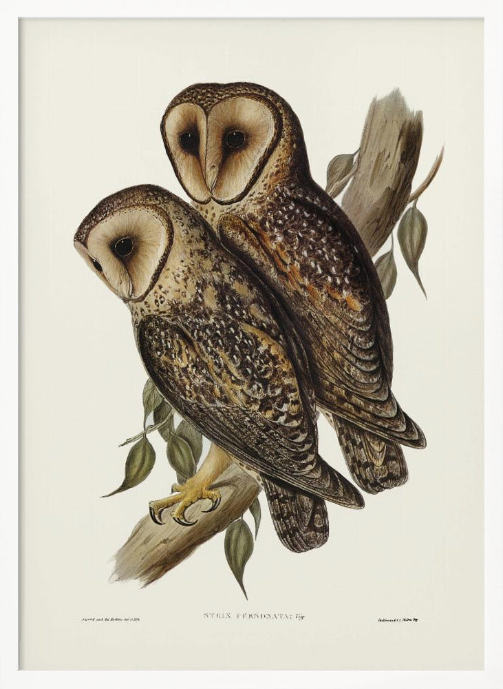 Masked Barn Owl Poster