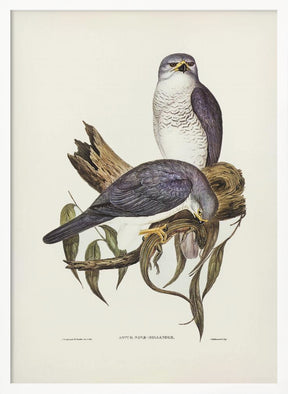 New Holland Goshawk Poster