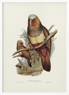 Prince of Essling&#039;s Parrot Poster