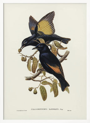 Rawnsley&#039;s Bower Bird Poster