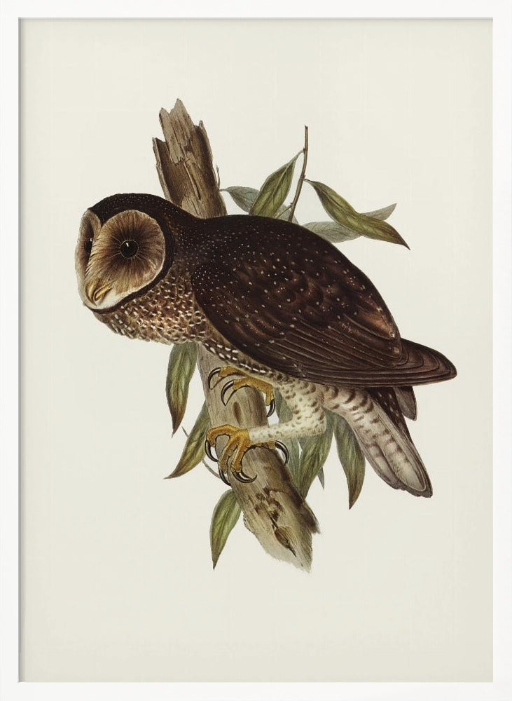 Sooty Owl Poster