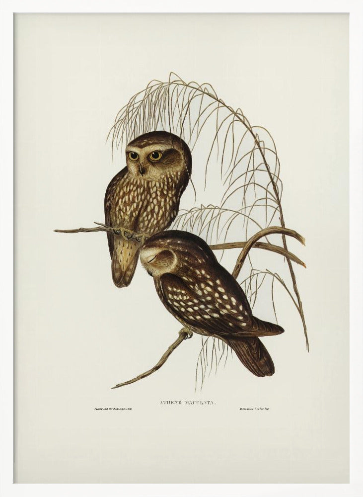 Spotted Owl Poster