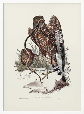 Square Tailed Kite Poster