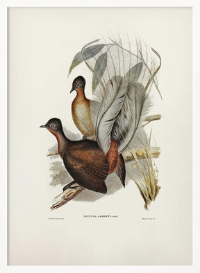 Albert Lyre Bird Poster