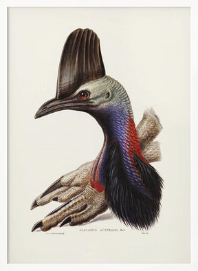 Australian Cassowary Poster