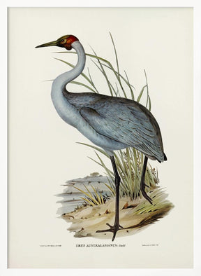 Australian Crane Poster