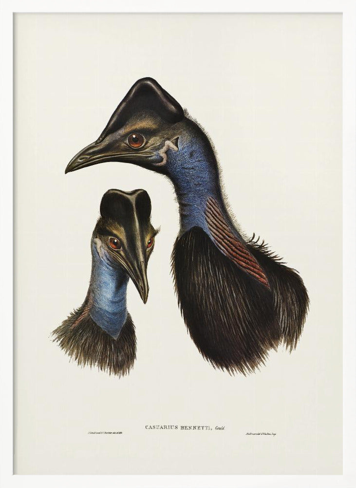 Bennett&#039;s Cassowary Blue Poster