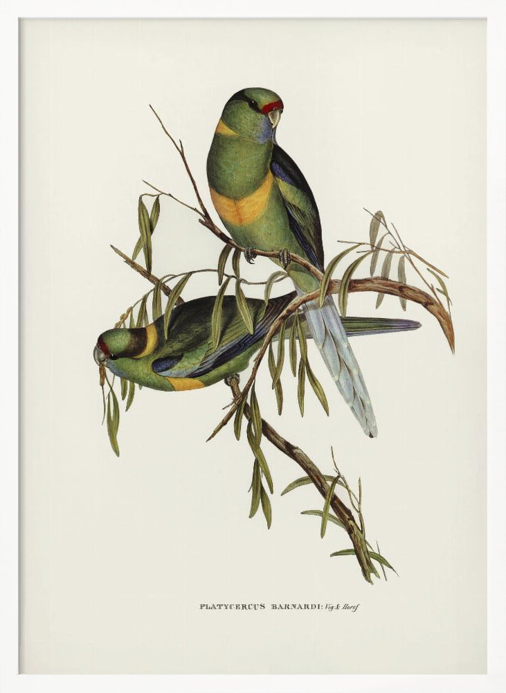 Black Tailed Parakeet Poster