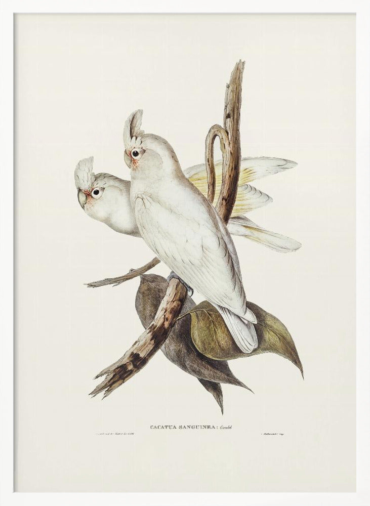 Blood Stained Cockatoo Poster