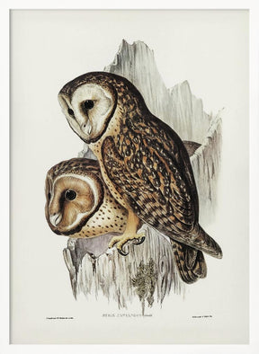 Chestnut Faced Owl Poster