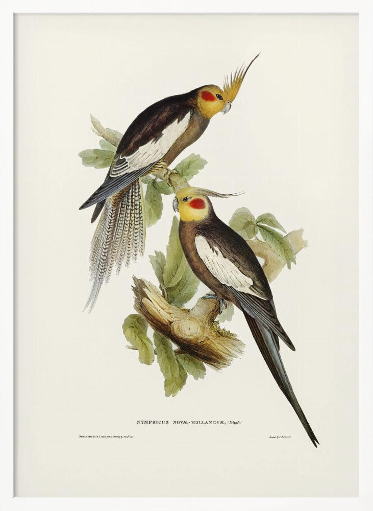 Cockatoo Parakeet Poster