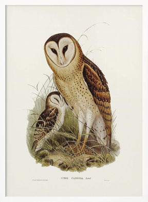 Grass Owl Poster