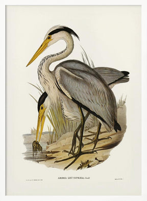 Great Grey Heron Poster