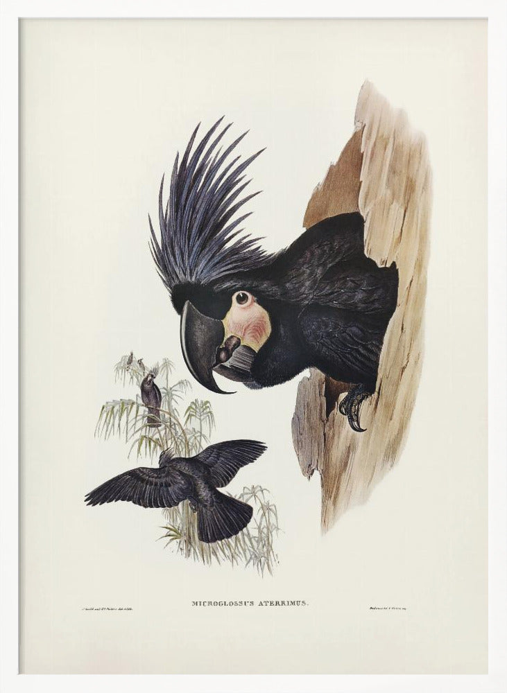 Great Palm Cockatoo Poster