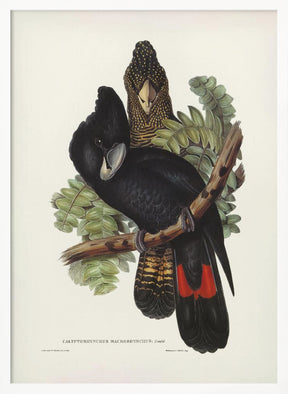 Great Billed Black Cockatoo Poster