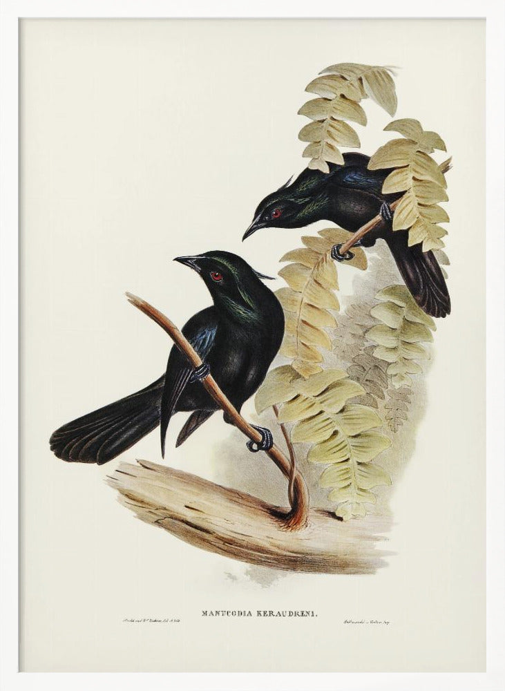 Keraudren&#039;s Crow Shrike Poster