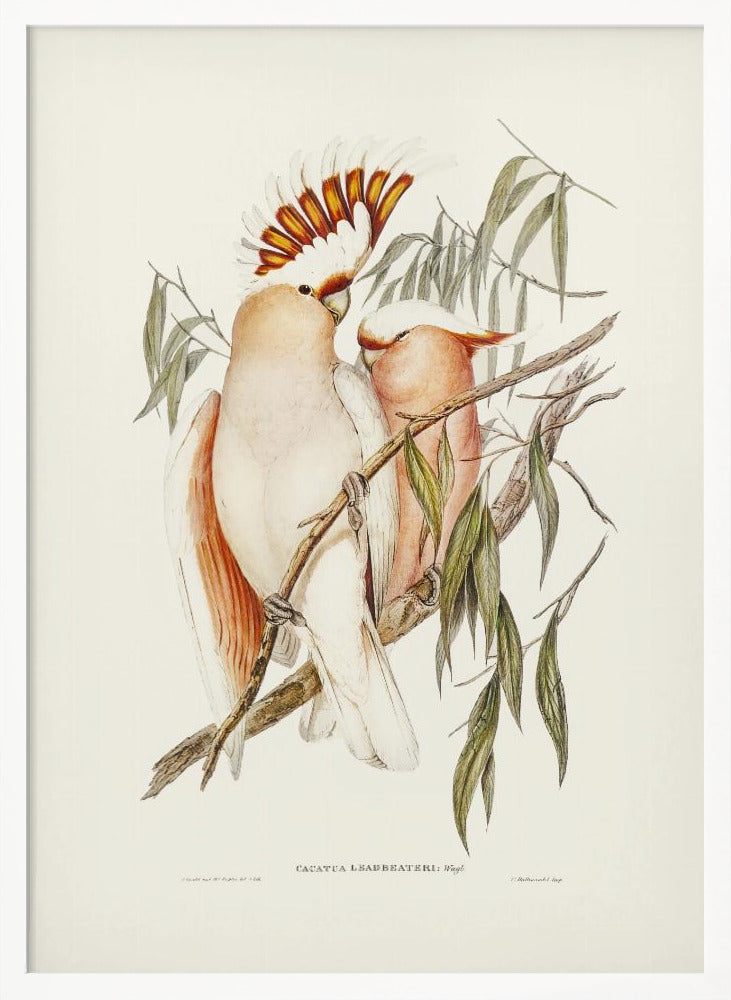 Leadbeater&#039;s Cockatoo Poster