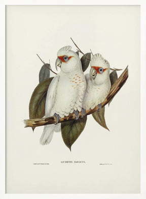 Long Billed Cockatoo Poster