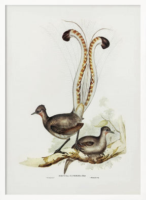 Lyre Bird Poster