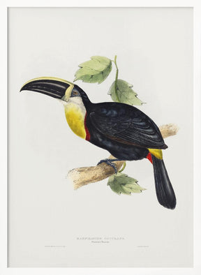 Osculant Toucan Poster