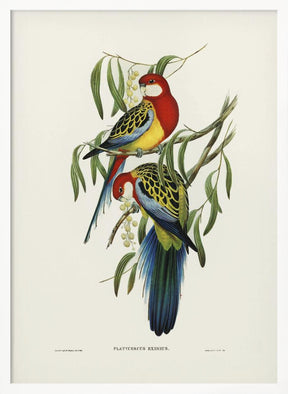 Rose Hill Parakeet Poster