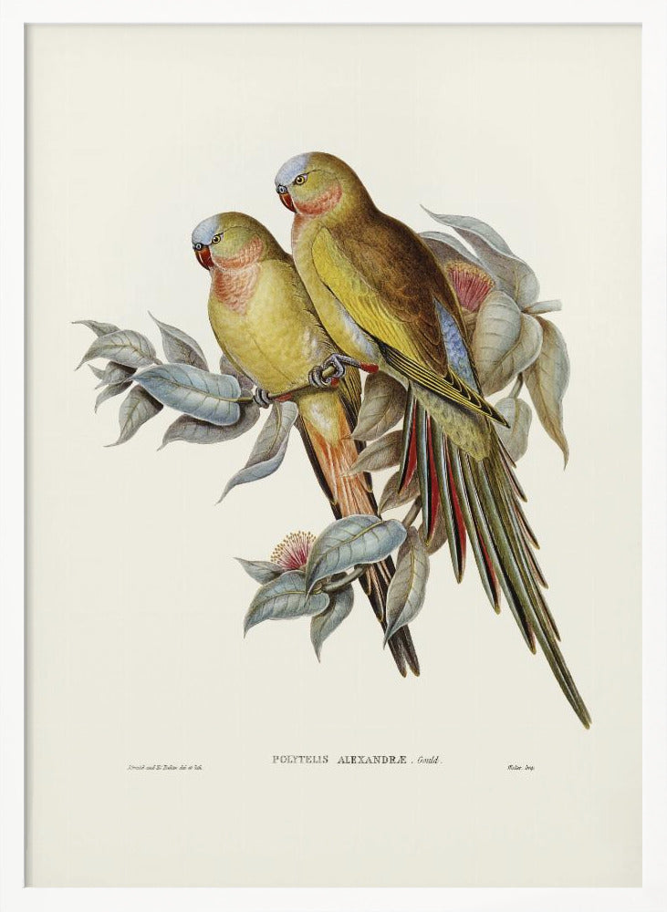 The Princess of Wales&#039;s Parakeet Poster