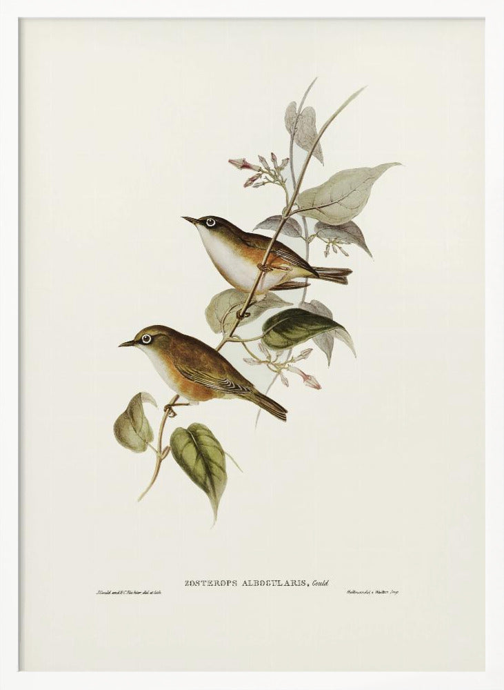 White Breasted Zosterops Poster