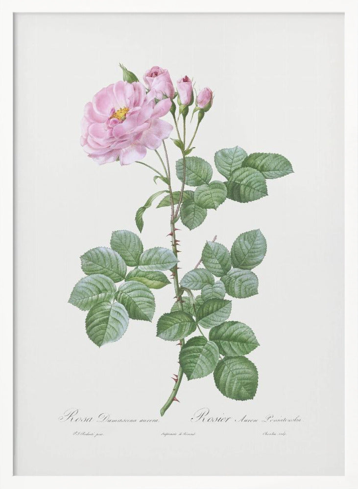 Aurora Poniatowska, Les Roses (1817–1824) Poster