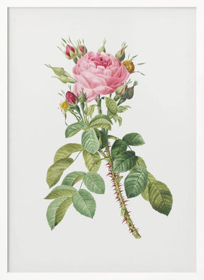 Rosa Bifera Macrocarpa, Les Roses (1817–1824) Poster