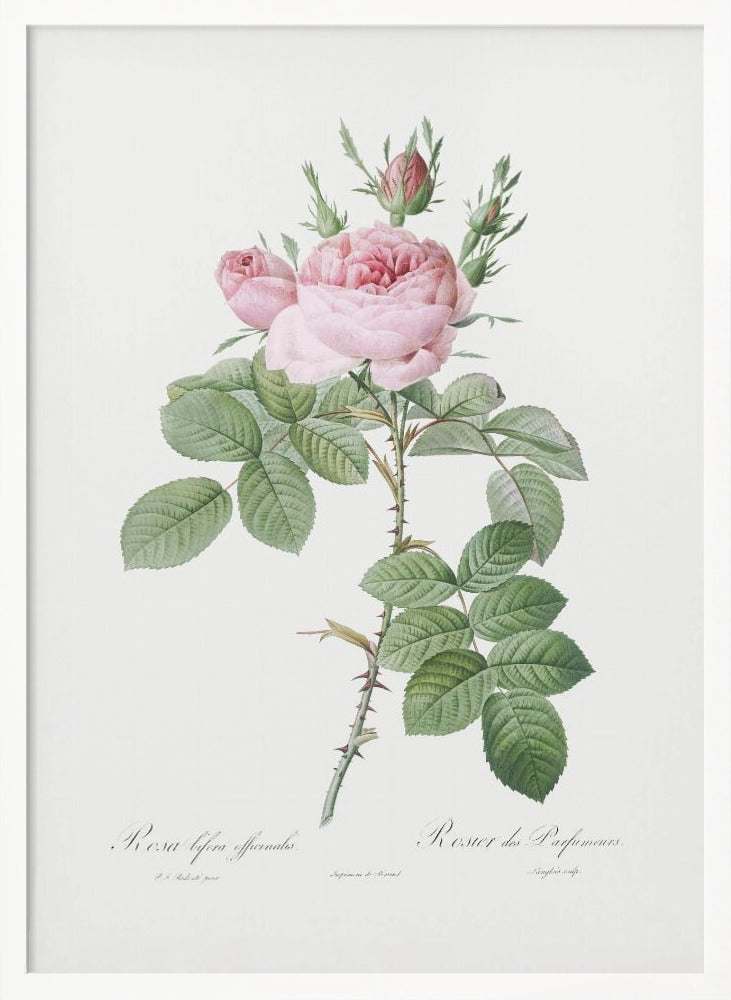 Rosa Bifera Officinalis,les Roses (1817–1824) Poster