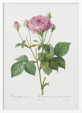 Rosa Gallica Granules, Les Roses (1817–1824) Poster