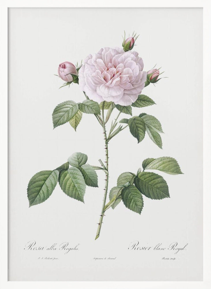 Royal White Rose, Les Roses (1817–1824) Poster