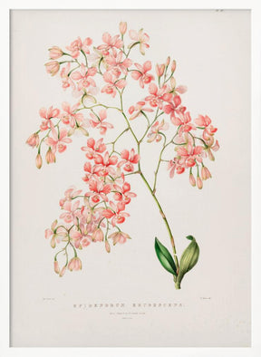 Epidendrum Rosa Poster