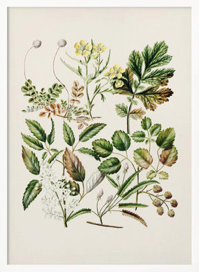 Rubens Australis By Sarah Featon Poster