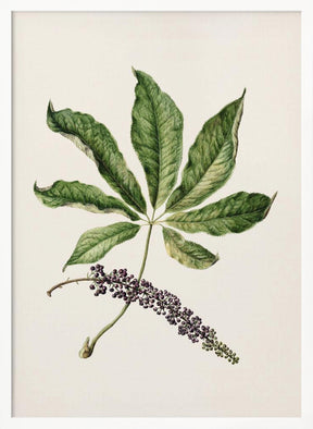 Antique Plant Drawn By Sarah Featon (1848–1927) Poster