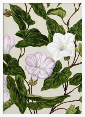 Bindweed Pohu By Sarah Featon (1848–1927) Poster