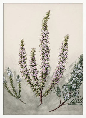 Epacris Drawn By Sarah Featon (1848–1927) Poster