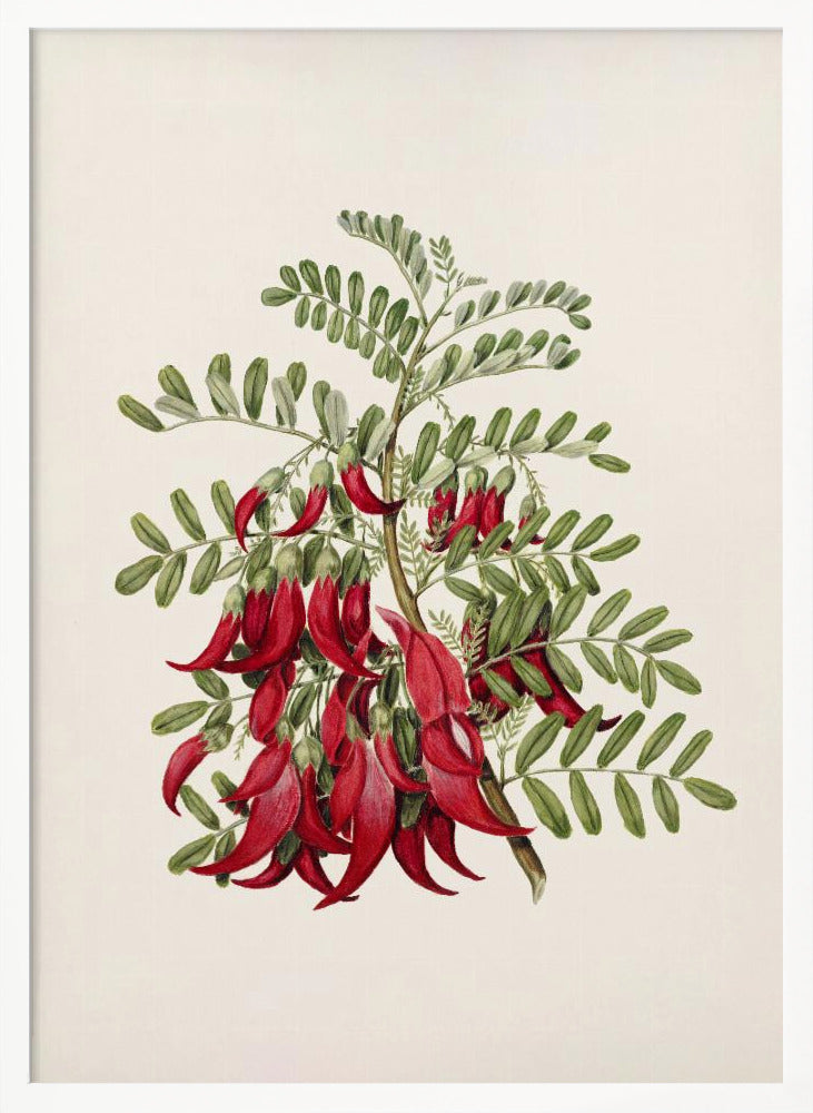 Kowhai   Clianthus Puniceus Drawn By Sarah Featon (1848–1927) Poster