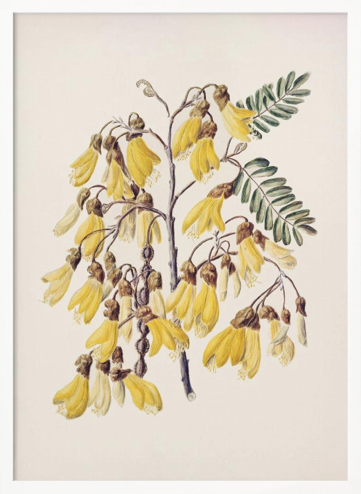 Kowhai Drawn By Sarah Featon (1848–1927) Poster