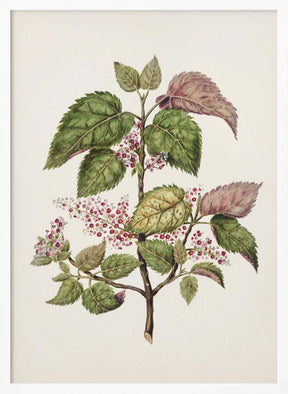 Makomako   Aristotelia Racemosa Drawn By Sarah Featon (1848–1927) Poster