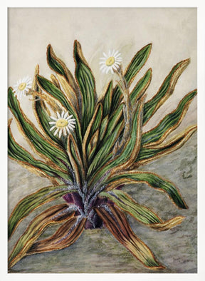 Mountain Daisy Drawn By Sarah Featon (1848–1927) Poster