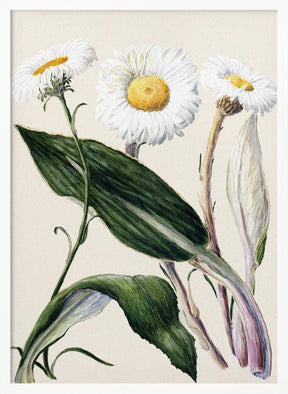 New Zealand Mountain Daisies Drawn By Sarah Featon (1848–1927 Poster