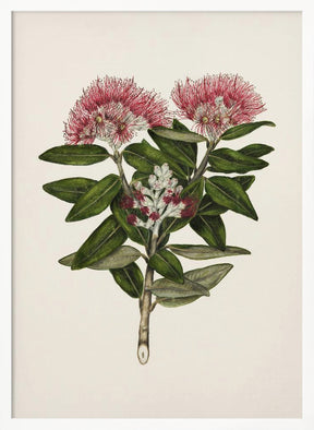 Pohutukawa   Metrosideros Tomentosa Drawn By Sarah Featon (1848–1927) Poster