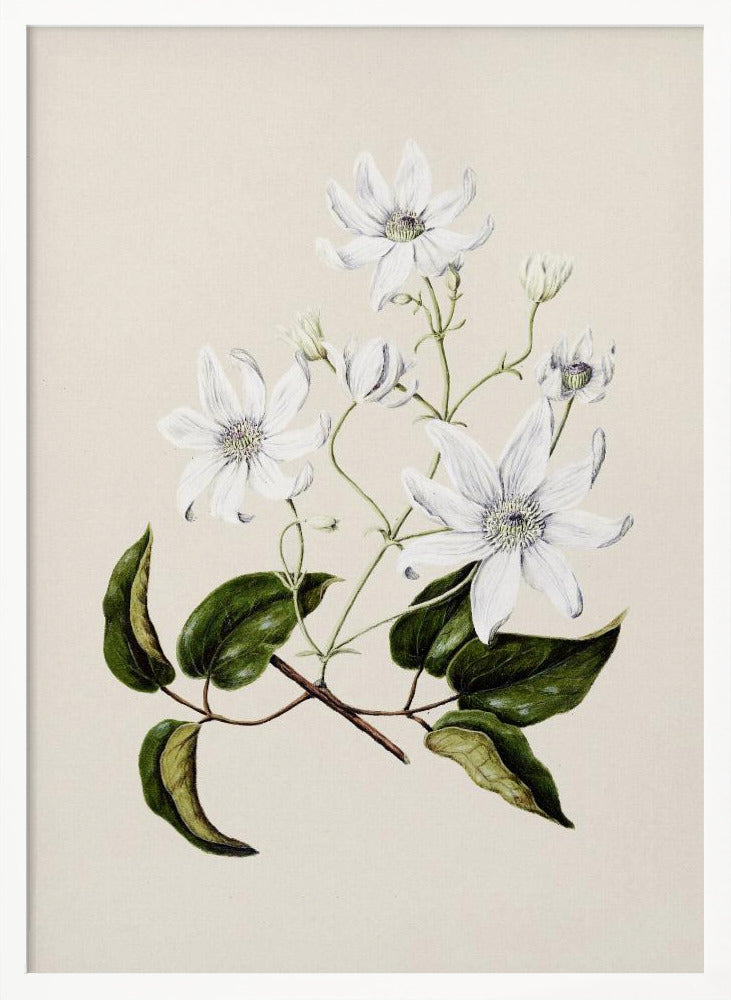 Puawananga   Clematis Indivisa Drawn By Sarah Featon (1848–1927) Poster