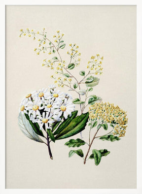 Senecio Drawn By Sarah Featon (1848–1927) Poster